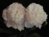 A Couple of Peonies