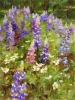 Adirondack Lupine,  Kathy Anderson