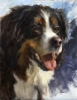 Bernese Mtn. Dog by Johanne Mangi